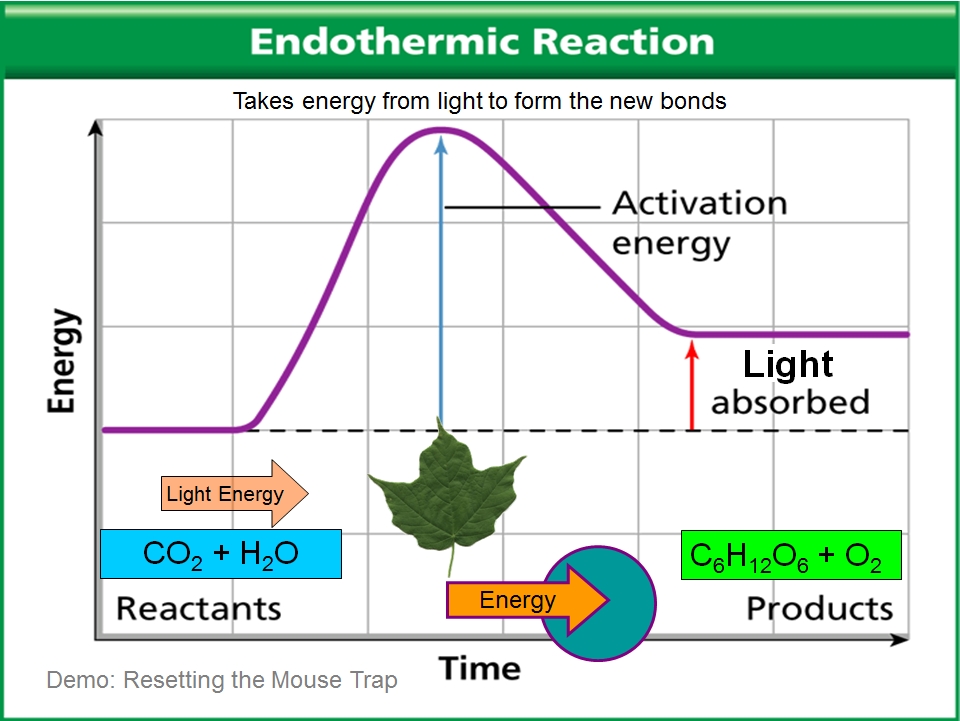 Photosynthesis exothermic is endothermic or 15.13: Photosynthesis
